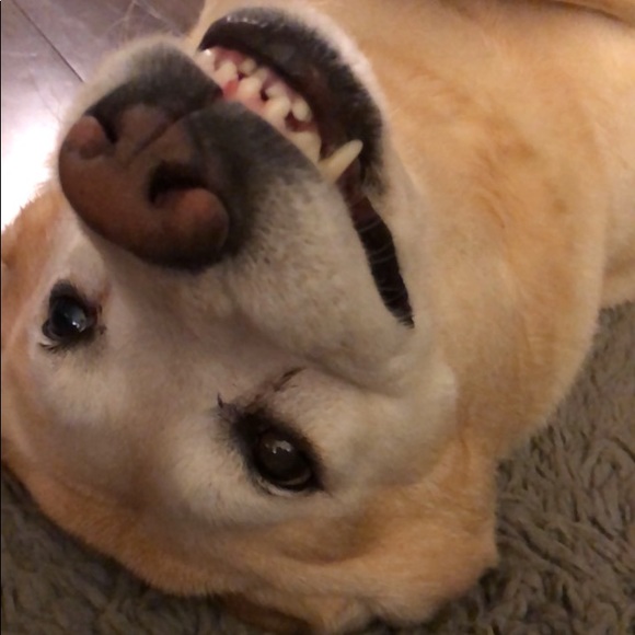 Meet your Posher, Annie - Picture 3 of 5